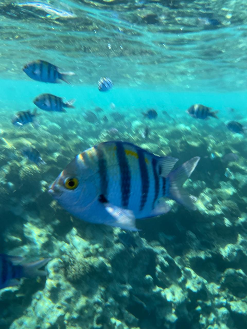 В прошлом году мы с женой летали в Стамбул, но запомнил я от силы процентов 10. Фото есть, но хочется запомнить и свои ощущения. В этот раз в Египте я стал делать заметки, и вот дошли руки собрать из них что-то читаемое. 10